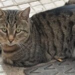 Βιετνάμ:-Έκλεψαν-2.700-γάτες-για-να-πουλήσουν-το-κρέας-τους-–-12-συλλήψεις