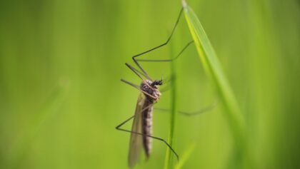 Ιός-Δυτικού-Νείλου:-Παραμένουν-9-τα-κρούσματα-στο-νομό-Τρικάλων-–-Σε-επιφυλακή-η-Φαρκαδόνα